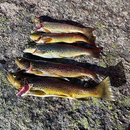 Εξοχικό σπίτι Nordgarden