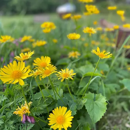 Nordgarden Εξοχικό σπίτι